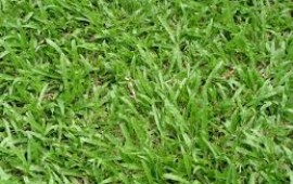 Cách chọn máy cắt cỏ phù hợp với loại cỏ