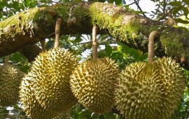 Cách cắt tỉa cành sầu riêng đúng kỹ thuật cho hiệu quả kinh tế cao