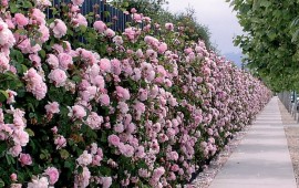 Chăm sóc hàng rào hoa hồng đẹp như mơ