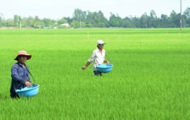 Công nghệ bón phân cho lúa bằng máy phun phân bón.