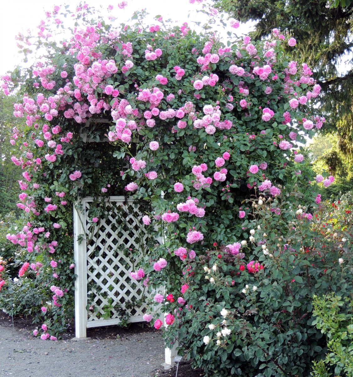 hàng rào hoa hồng đẹp như mơ