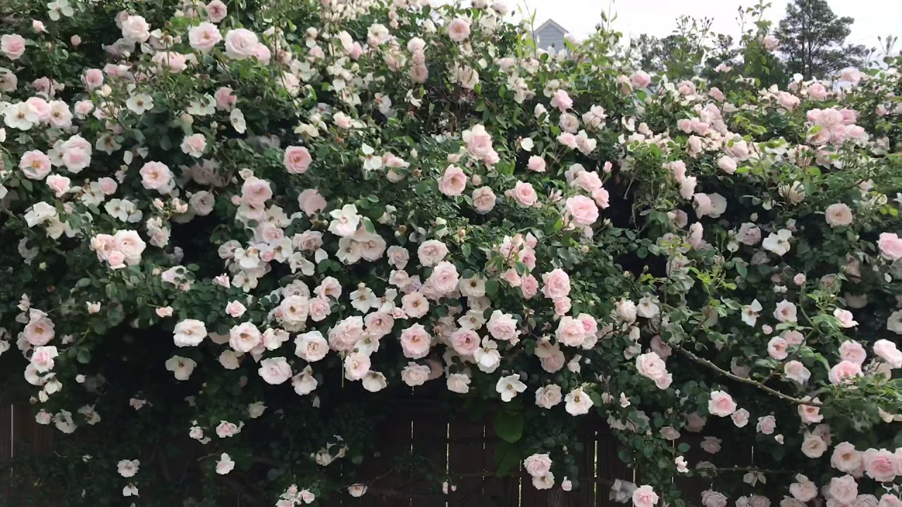 Hoa hồng - biểu tượng của tình yêu và sự cổ điển, khi kết hợp với hàng rào, tạo ra một sản phẩm hoàn hảo, độc đáo và tinh tế. Hãy đến với hình ảnh này và cùng nhau khám phá sự kết hợp đầy ấn tượng này.